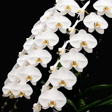 Orchid ー胡蝶蘭ー