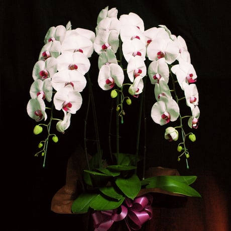 Orchid ー胡蝶蘭ー