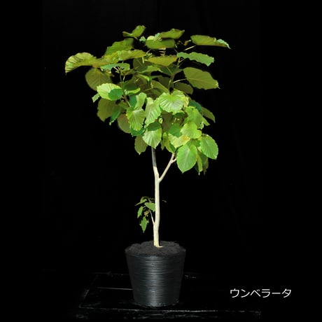 Green Plants ー観葉植物ー