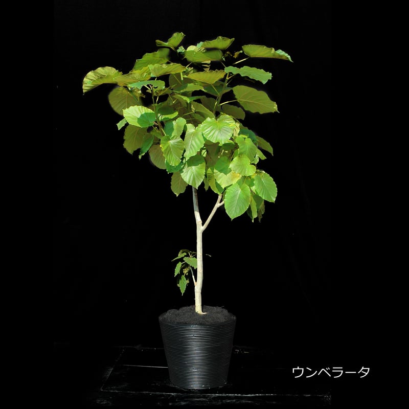 Green Plants ー観葉植物ー | ARHI design Store