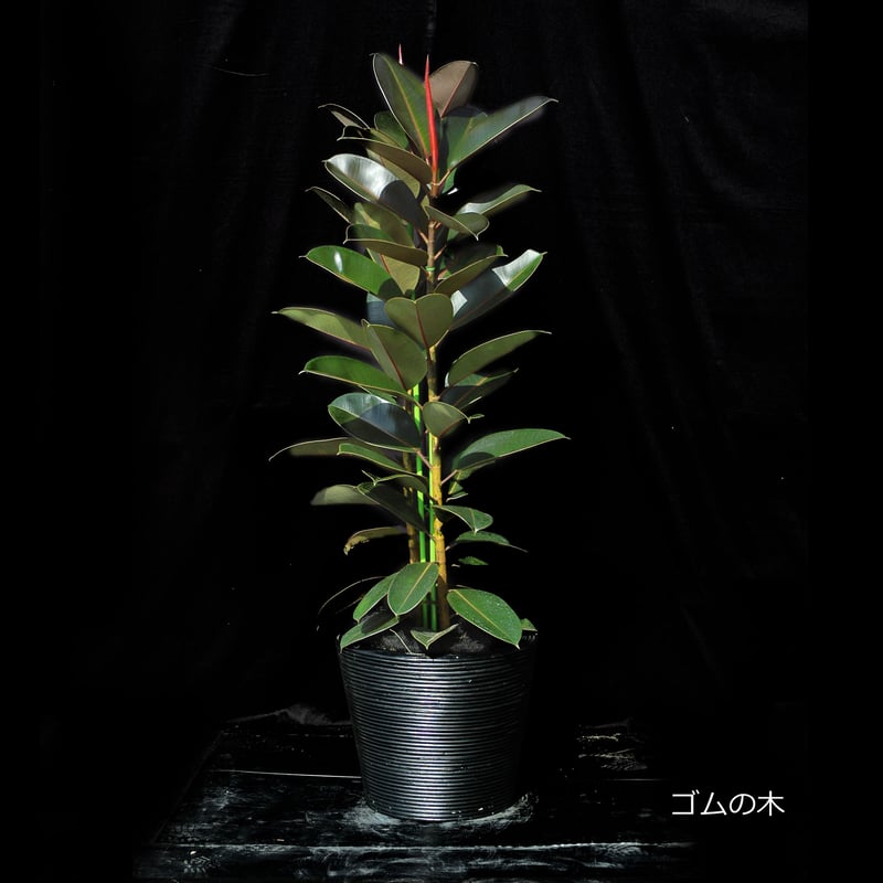 Green Plants ー観葉植物ー | ARHI design Store