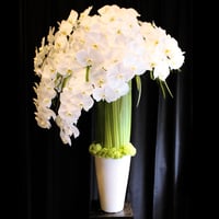 Orchid Flower Gift