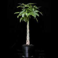 Green Plants ー観葉植物ー