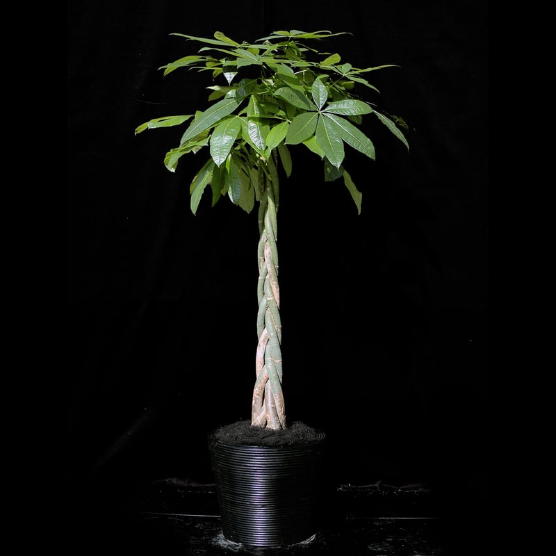 Green Plants ー観葉植物ー | ARHI design Store