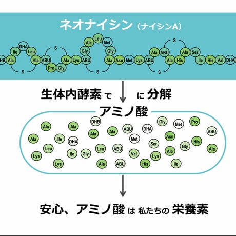 サーフィン・海水浴後のオーラルケア【アフターサーフ オーラルピース】 バクテリア対策に乳酸菌ペプチド特許製剤ネオナイシン-e配合 ケミカルフリー宇宙技術で体と海を守る口腔衛生保湿液 雨後72時間の海に