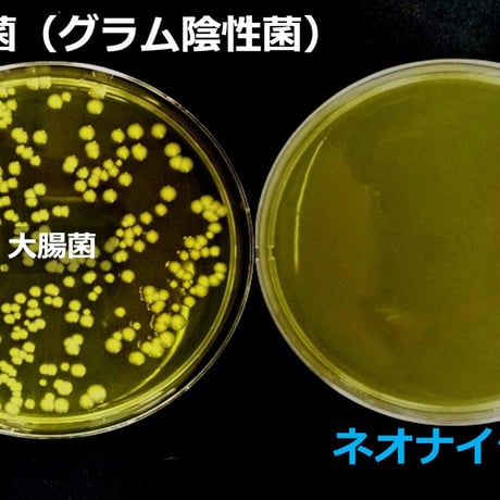 サーフィン・海水浴後のオーラルケア【アフターサーフ オーラルピース】 バクテリア対策に乳酸菌ペプチド特許製剤ネオナイシン-e配合 ケミカルフリー宇宙技術で体と海を守る口腔衛生保湿液 雨後72時間の海に