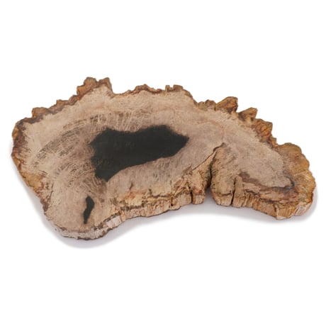 ペトリファイドウッド | STORES