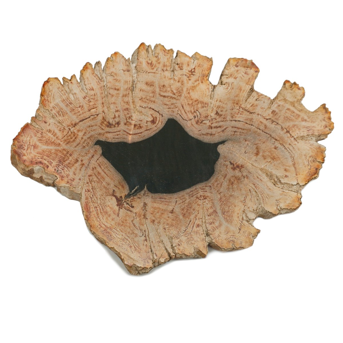 ペトリファイドウッド　プレート⑥ 1点物】ペトリファイドウッドプレート XL2 | ÜME Online shop /