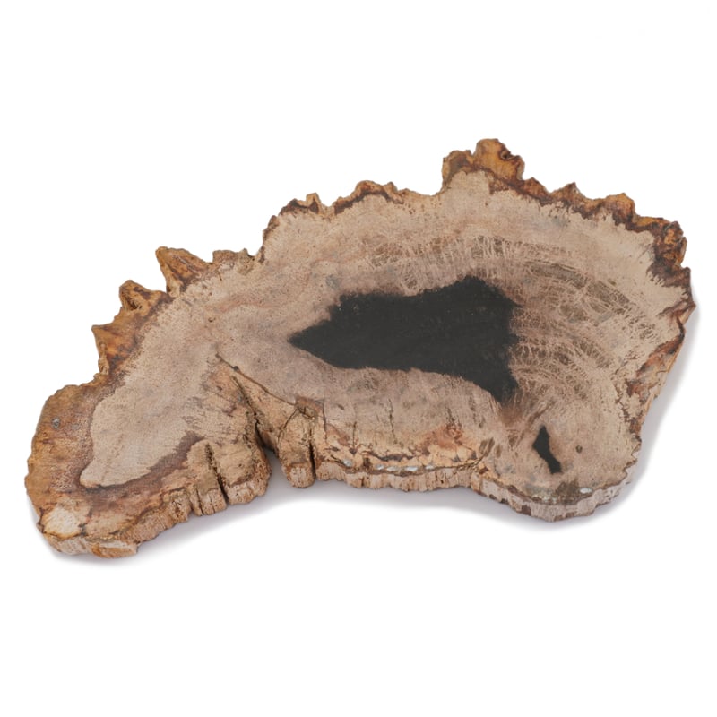 1点物】ペトリファイドウッドプレート XL2 | ÜME Online shop /