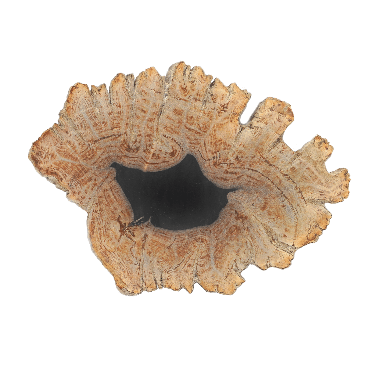 1点物】ペトリファイドウッドプレートL | ÜME Online shop