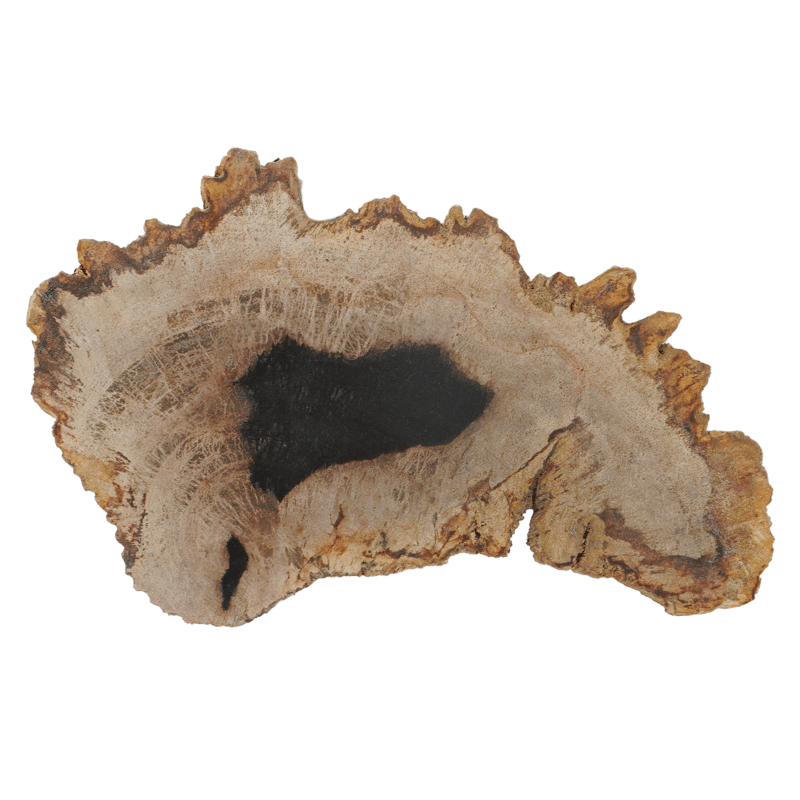 1点物】ペトリファイドウッドプレート XL2 | ÜME Online shop /