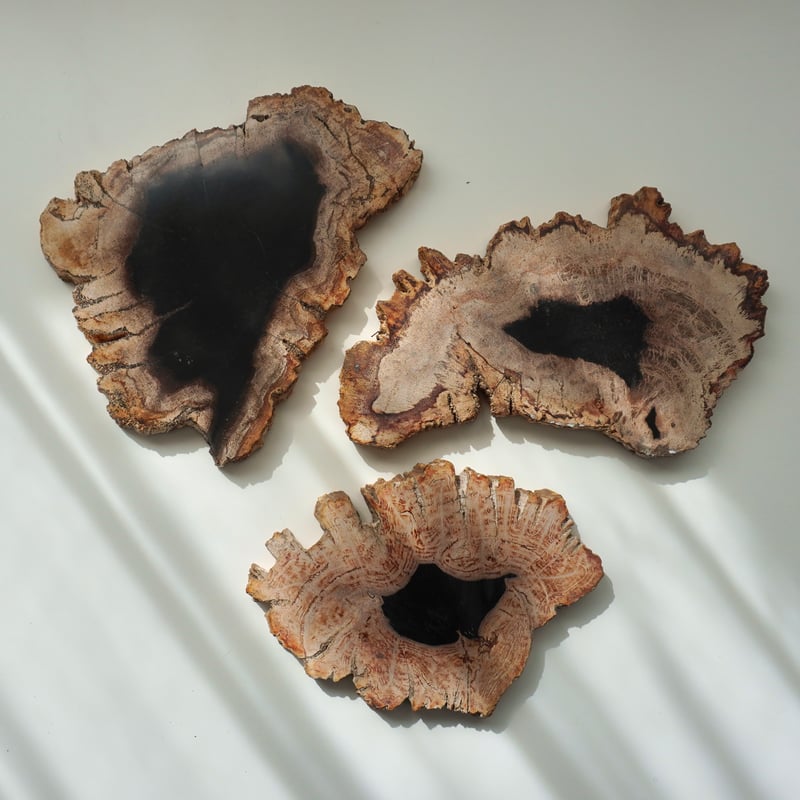 1点物】ペトリファイドウッドプレートL | ÜME Online shop / ユーミ