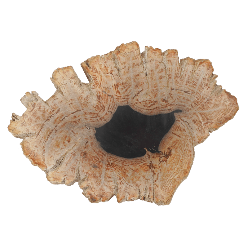 1点物】ペトリファイドウッドプレートL | ÜME Online shop