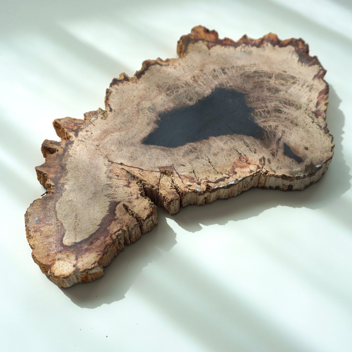 ペトリファイドウッド　プレート　 約2.5cm　⑤ ペトリファイドウッドプレート | プレート | Crystals by Purely