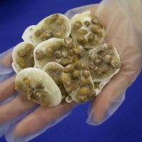 豆板糖(どっさり６００ｇ)懐かしの豆菓子/昔菓子！白砂糖と大豆の香りがたまらない～