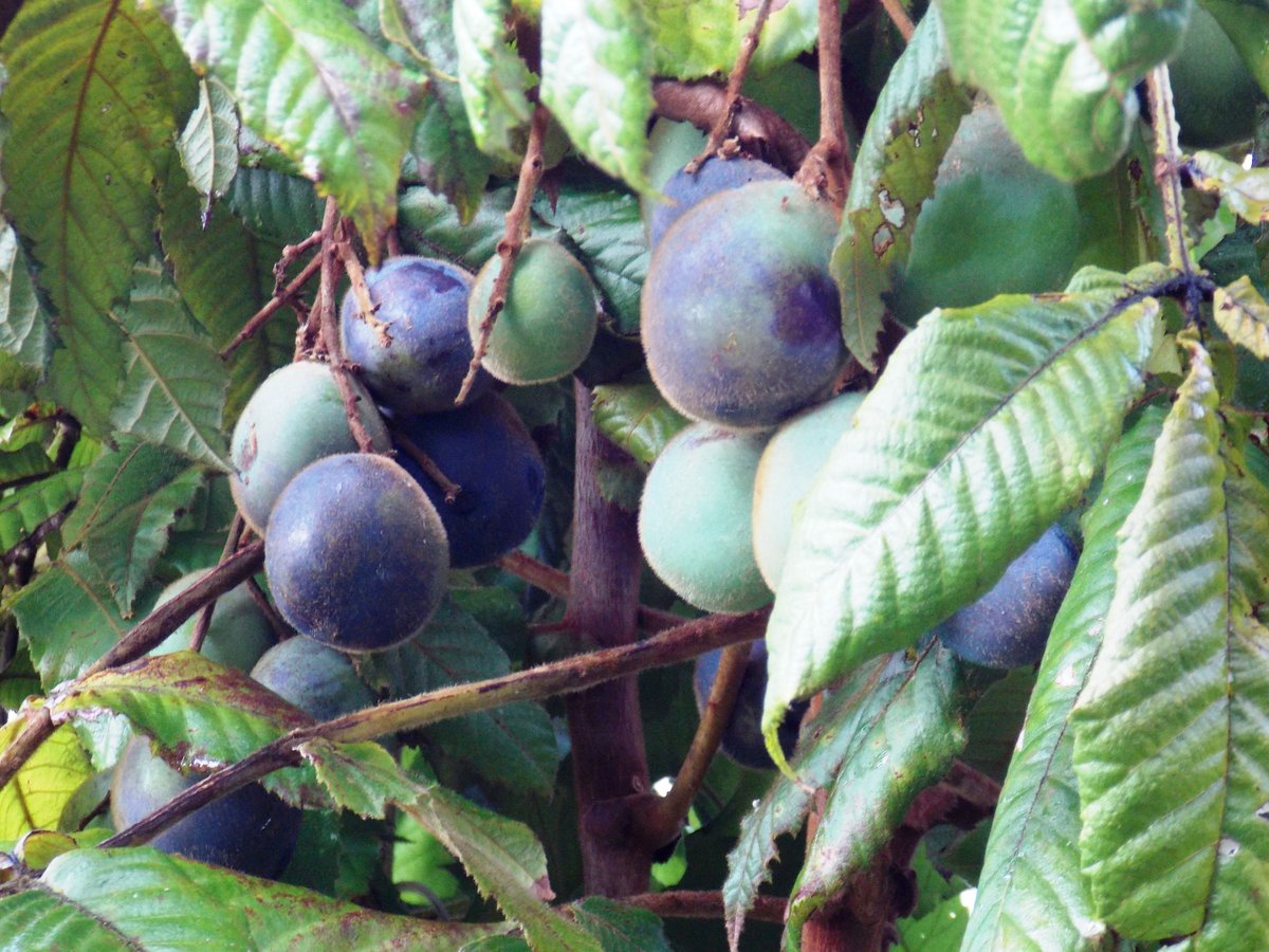 デビッドソンプラムパウダー Davidsons' Plum Powder | コアラ屋