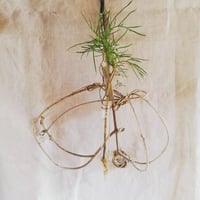 オリーブオブジェひとえだ　248