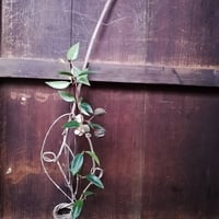 オリーブオブジェひとえだ　230