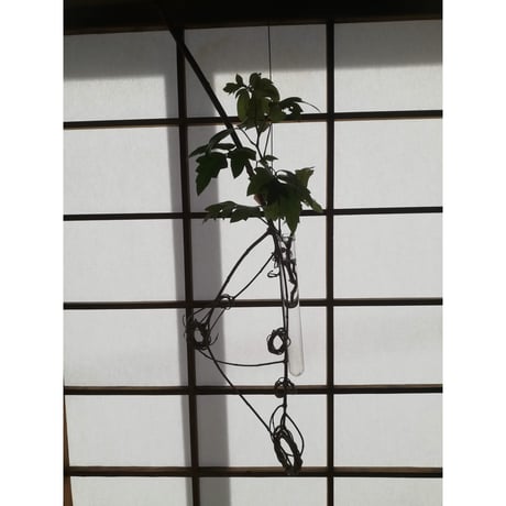 オリーブオブジェひとえだ　255
