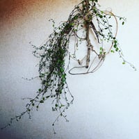 オリーブオブジェ　ひとえだ　234