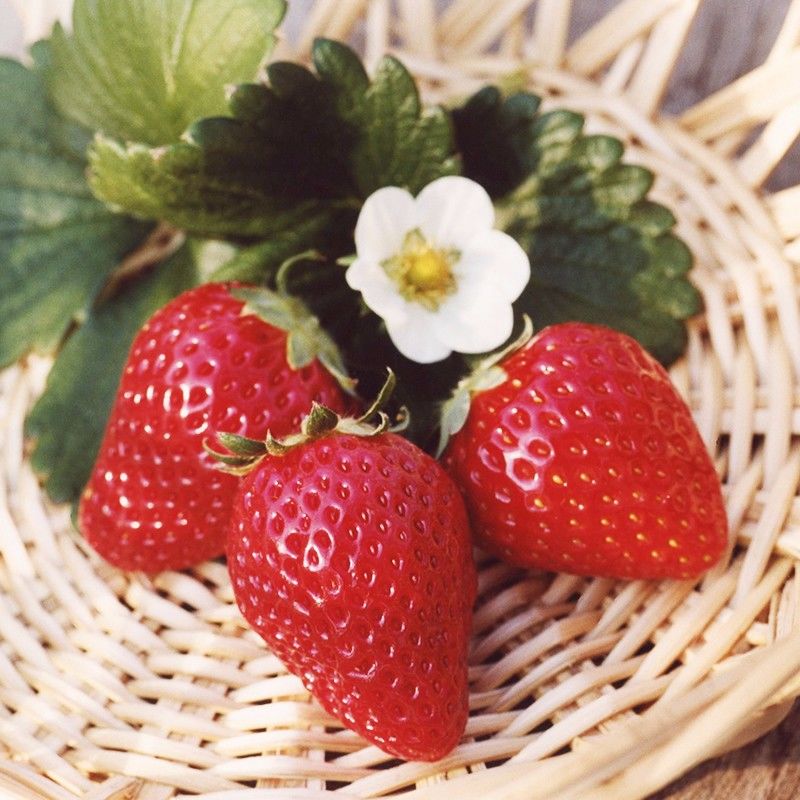 プレミアム苺アイスクリーム「紅羽（くれは）」6個セット