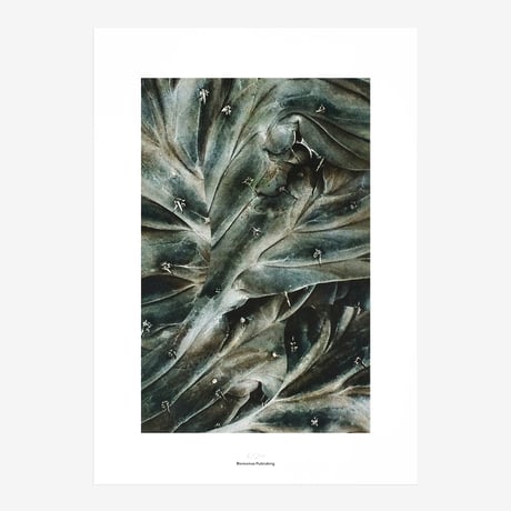 BIENVENUE STUDIOS〈LIMITED PRINTS_QUIET WATER〉（5TYPES）