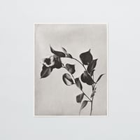 PAPIER LABO.〈COLLOTYPE PHOTOGRAPH CARD_菅原一剛〉