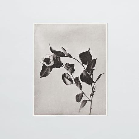 PAPIER LABO.〈COLLOTYPE PHOTOGRAPH CARD_菅原一剛〉