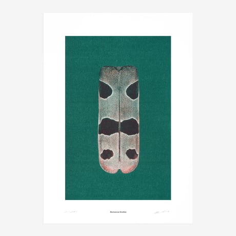BIENVENUE STUDIOS〈LIMITED PRINTS_IRIDESCENCE〉（5TYPES）