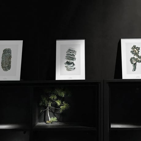 BIENVENUE STUDIOS〈LIMITED PRINTS_QUIET WATER〉（5TYPES）
