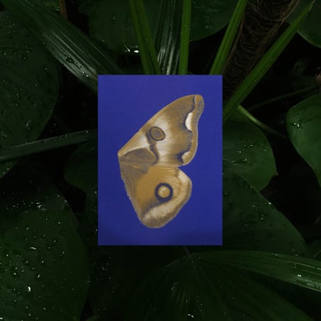 BIENVENUE STUDIOS〈SMALL PRINT COLLECTION_N° 14 MOON FLUTTERING〉（5PCS）