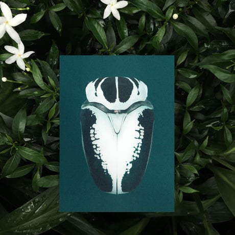 BIENVENUE STUDIOS〈SMALL PRINT COLLECTION_N° 9 IRIDESCENCE〉（5PCS）