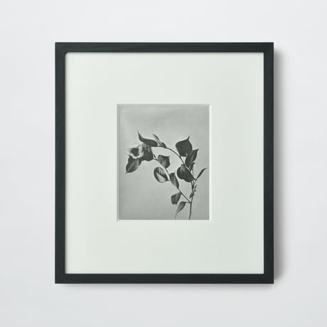 PAPIER LABO.〈COLLOTYPE PHOTOGRAPH CARD_菅原一剛〉