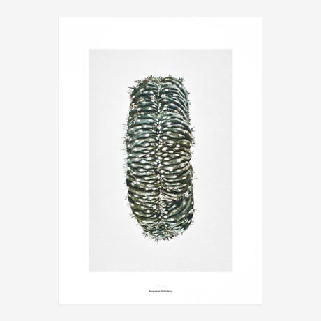 BIENVENUE STUDIOS〈LIMITED PRINTS_QUIET WATER〉（5TYPES）