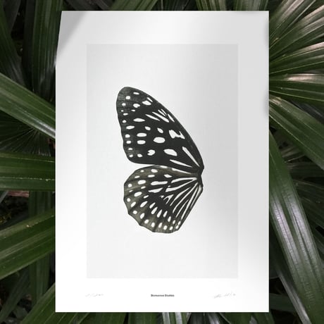 BIENVENUE STUDIOS〈LIMITED PRINTS_SUN FLUTTERING〉（5TYPES）
