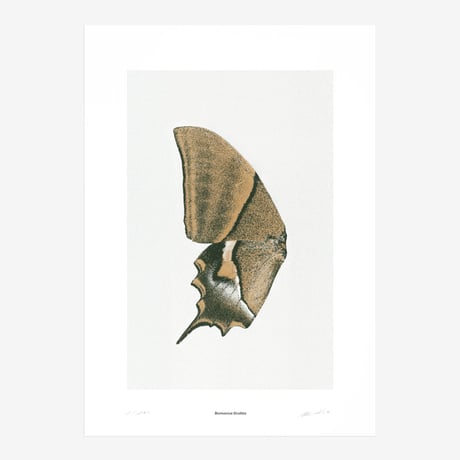 BIENVENUE STUDIOS〈LIMITED PRINTS_SUN FLUTTERING〉（5TYPES）