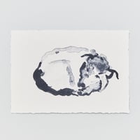 CHARLOTTE DUMAS〈TOM TOM〉