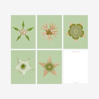 BIENVENUE STUDIOS〈SMALL PRINT COLLECTION_N° 15 EPHEMERAL BLOOMING〉（5PCS）