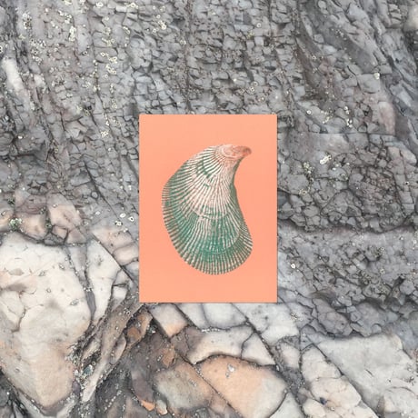 BIENVENUE STUDIOS〈SMALL PRINT COLLECTION_N° 10 PACIFIC SETTLER〉（5PCS）