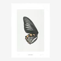 BIENVENUE STUDIOS〈LIMITED PRINTS_SUN FLUTTERING〉（5TYPES）