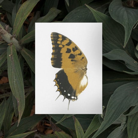 BIENVENUE STUDIOS〈SMALL PRINT COLLECTION_N° 13 SUN FLUTTERING〉（5PCS）