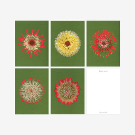 BIENVENUE STUDIOS〈SMALL PRINT COLLECTION_N° 19 FIRE FLOWERS〉（5PCS）