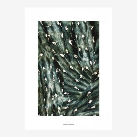 BIENVENUE STUDIOS〈LIMITED PRINTS_QUIET WATER〉（5TYPES）