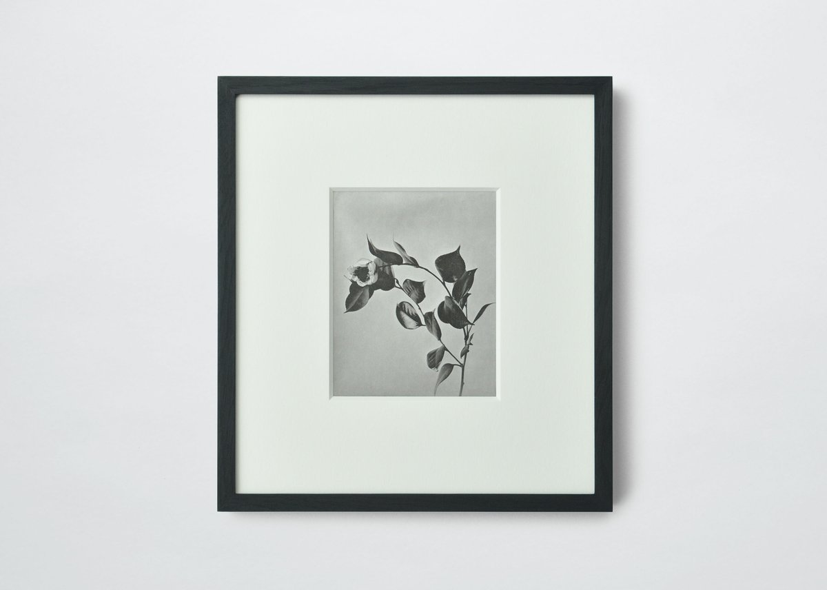 PAPIER LABO.〈COLLOTYPE PHOTOGRAPH CARD_鈴木理策〉 |