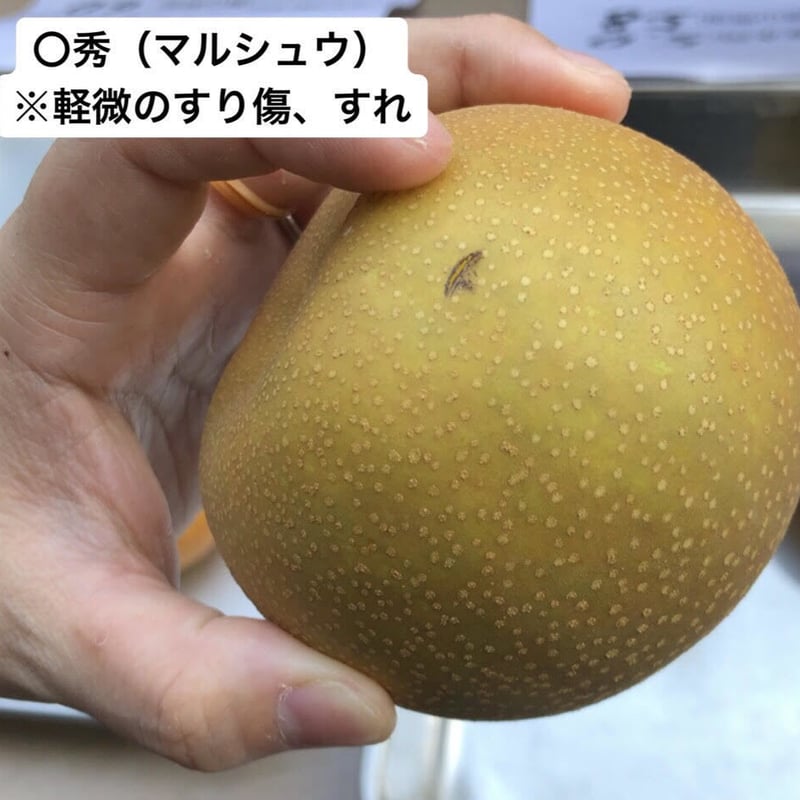 今季終了※ 【訳あり品】富山県呉羽梨 幸水 10kg箱 〇秀（2段） | OZK梨