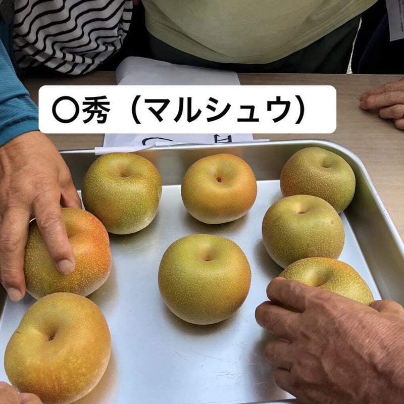 今季終了※ 【訳あり品】富山県呉羽梨 幸水 10kg箱 〇秀（2段） | OZK梨
