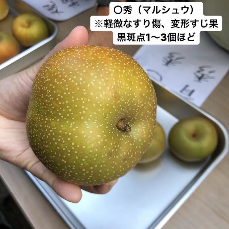 今季終了※ 【訳あり品】富山県呉羽梨 幸水 10kg箱 〇秀（2段） | OZK梨