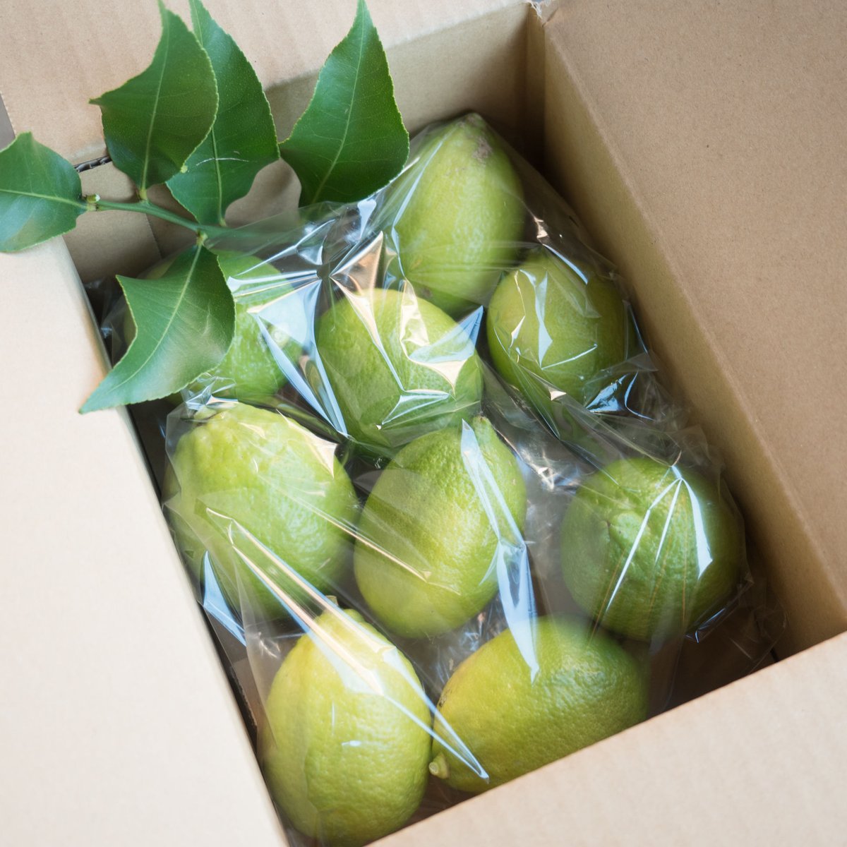 小豆島産レモン 1kg（8〜12個） | HOMEMAKERS Farm & Cafe オンラ