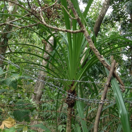 バリュウリーフのミニトート　Bariw Leaves