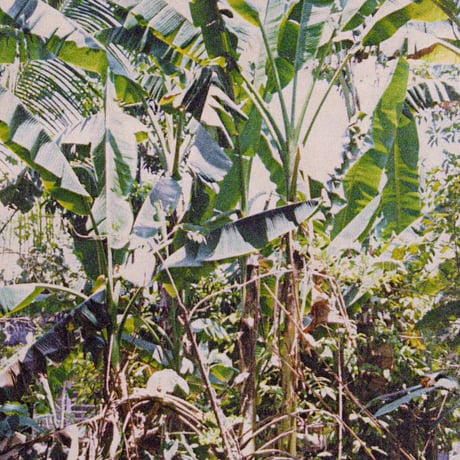 ティナラク織のパスケース  (横縞)